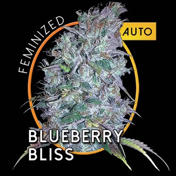 Blueberry Bliss Autoflowering — immagine 2
