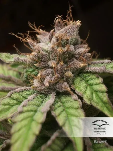 Blueberry — immagine 2