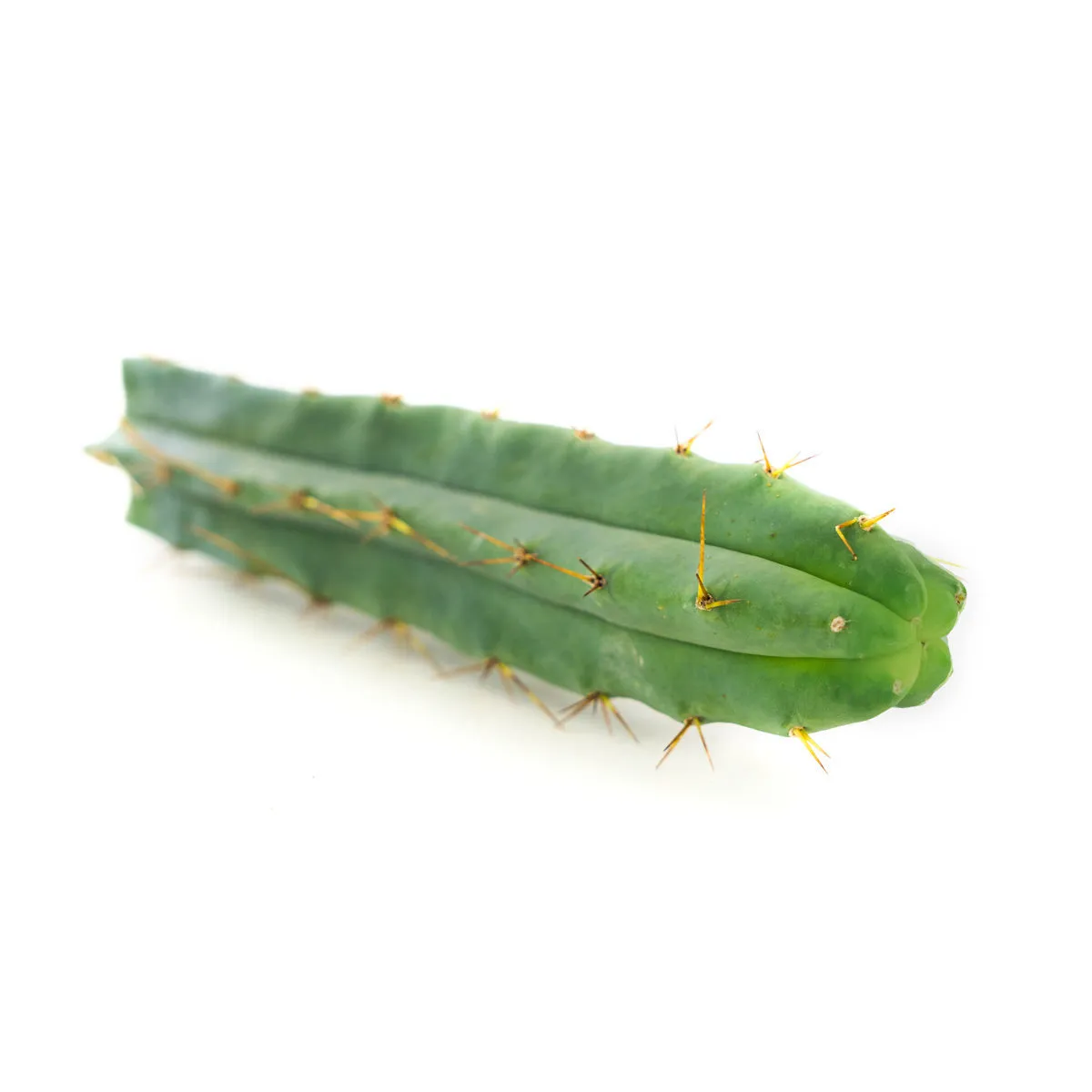 Torcia Boliviana (Echinopsis lageniformis)