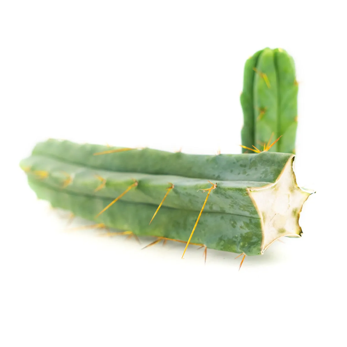 Torcia Boliviana (Echinopsis lageniformis) — immagine 2
