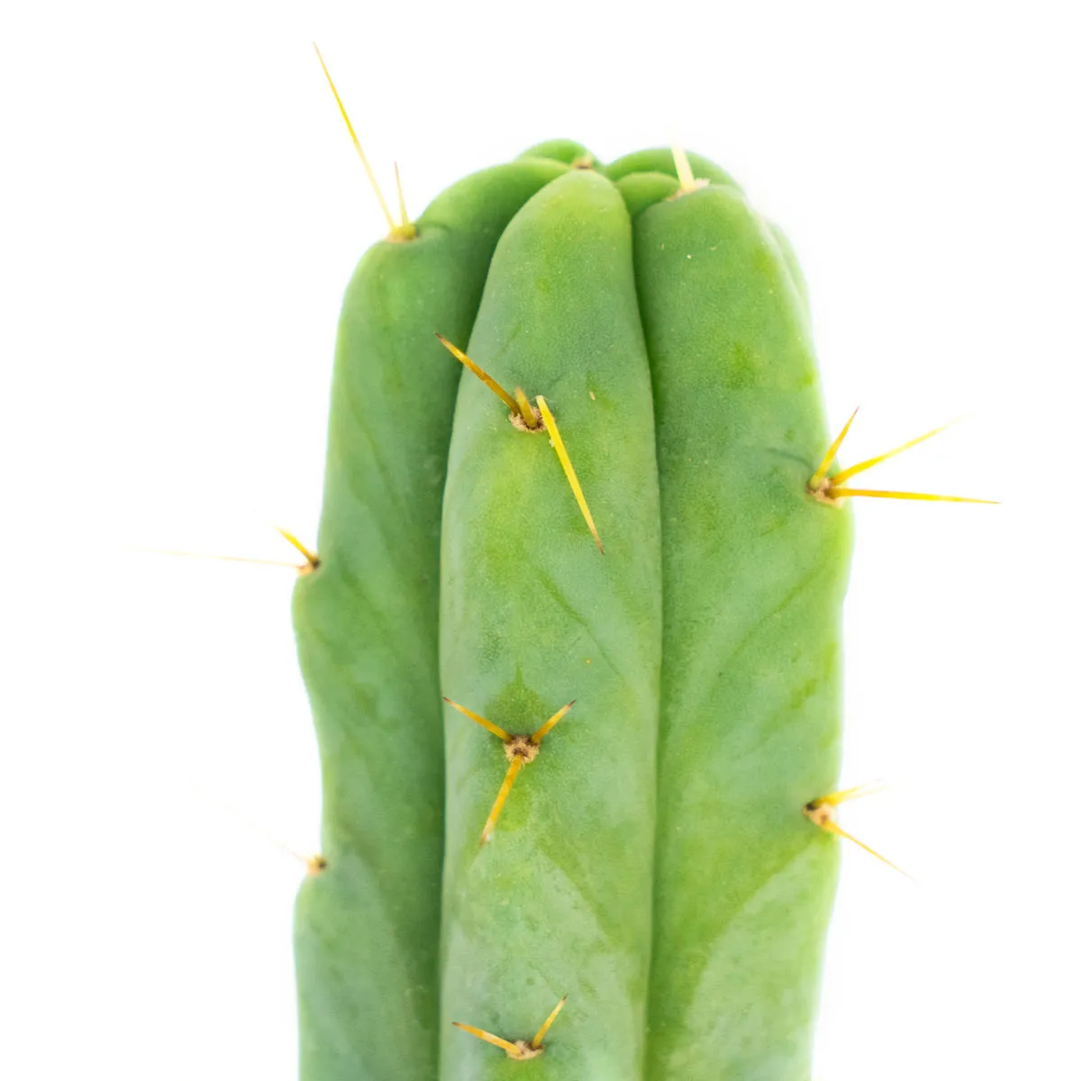 Torcia Boliviana (Echinopsis lageniformis) — immagine 3