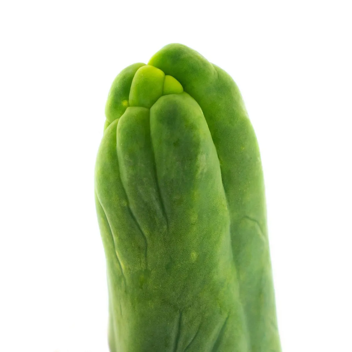 Torcia Boliviana 'Monstrose' — immagine 3