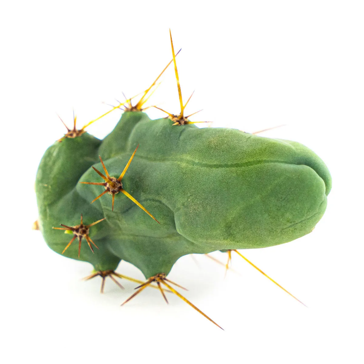 Torcia Boliviana 'Monstrose' — immagine 4