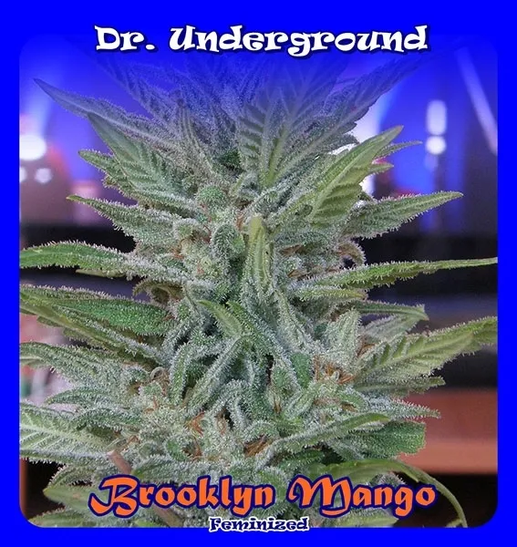 Brooklyn Mango — immagine 2