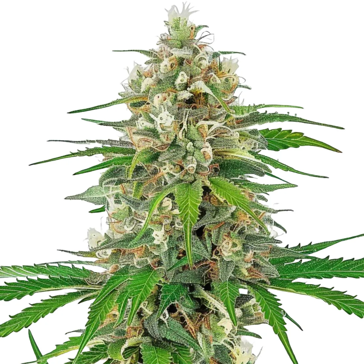 Bruce Banner Auto — immagine 2