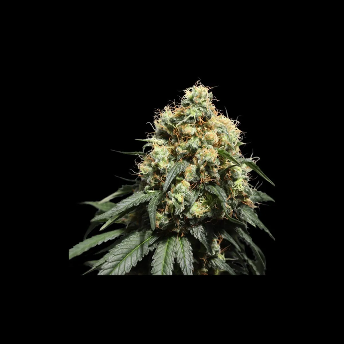 Bruce Lemon Diesel — immagine 2