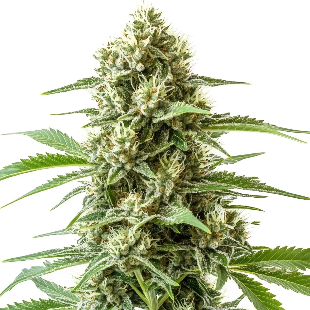 Bubba Kush Auto — immagine 3