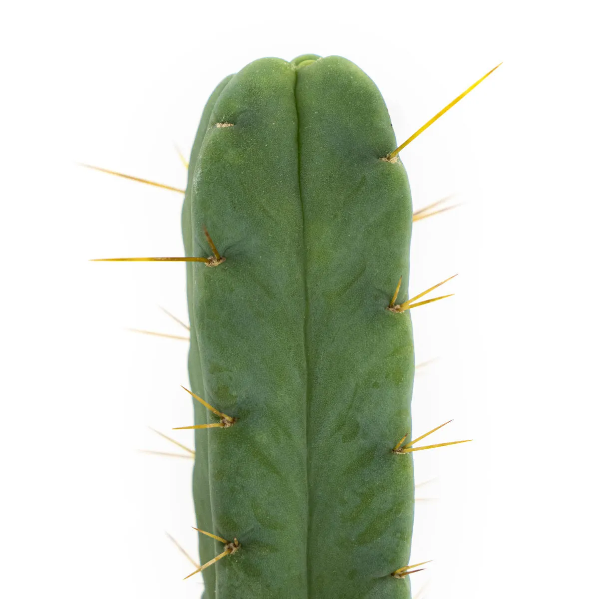 Cactus dei Quattro Venti — immagine 3