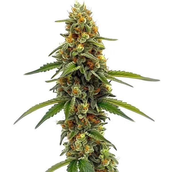CBD ACDC — immagine 2
