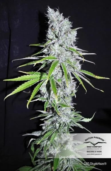 CBD Skunk Haze — immagine 2