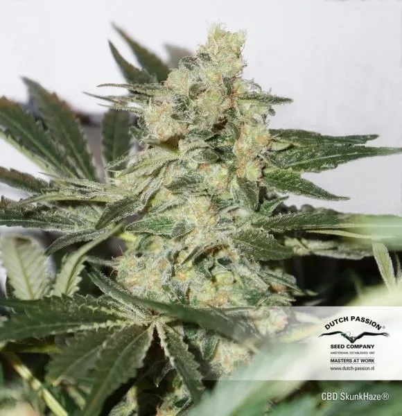 CBD Skunk Haze — immagine 3