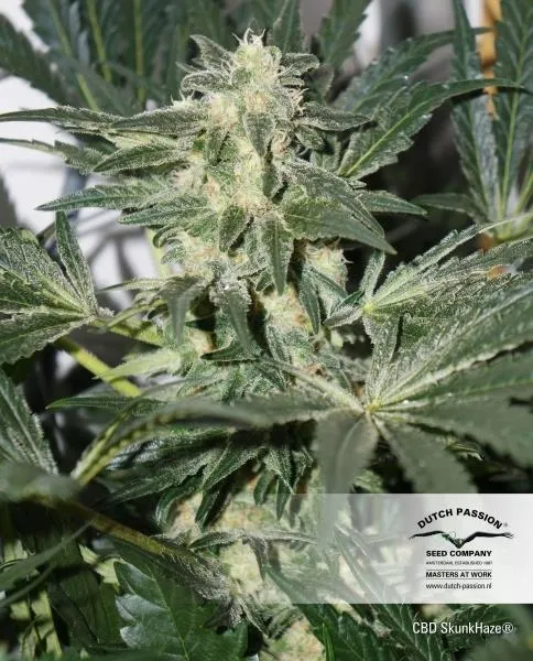 CBD Skunk Haze — immagine 4