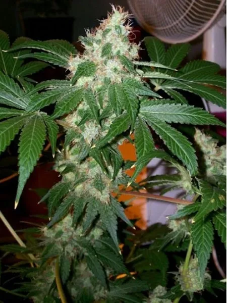Chem Valley Kush — immagine 2