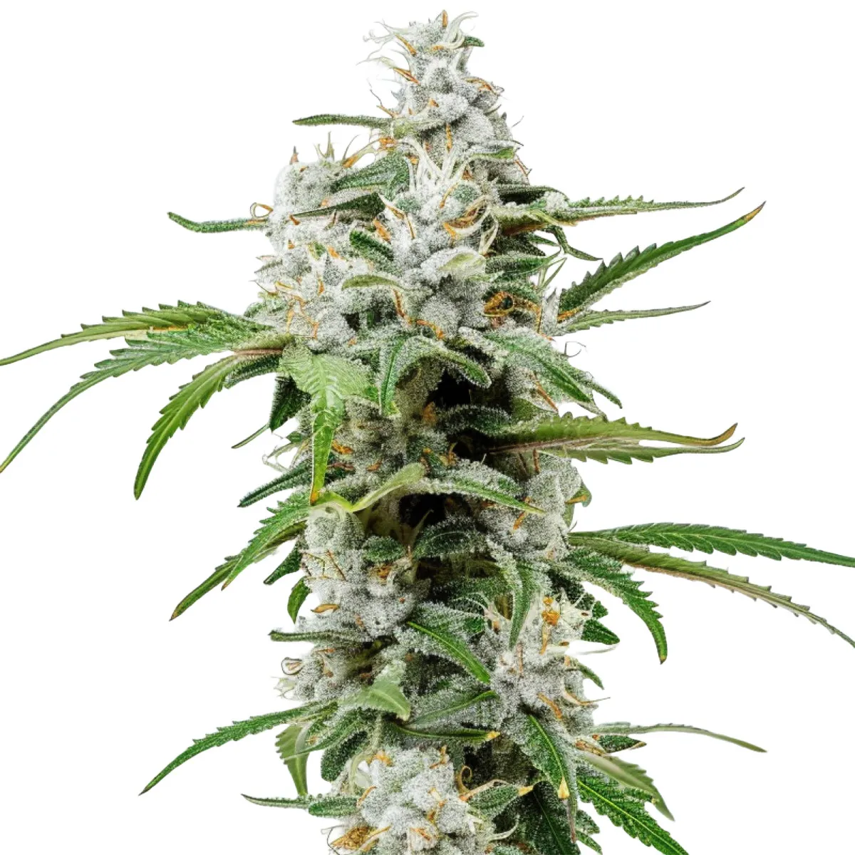 Chemdawg Auto — immagine 2