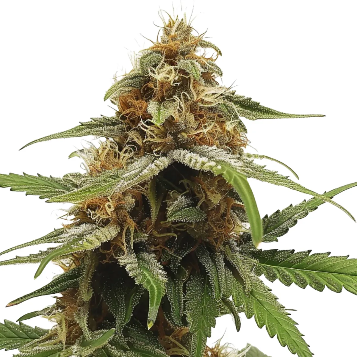 Cherry Pie OG Auto — immagine 2