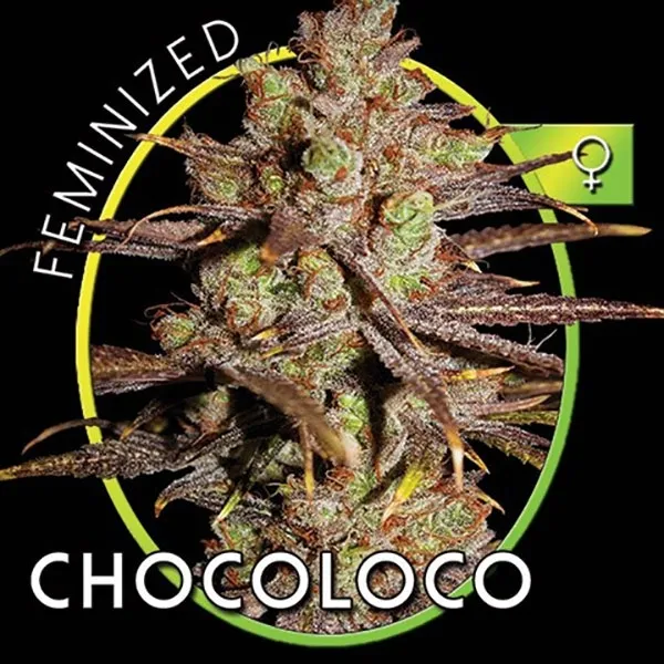Choco Bud — immagine 2