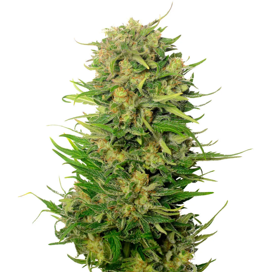 Choco Kush Auto — immagine 2