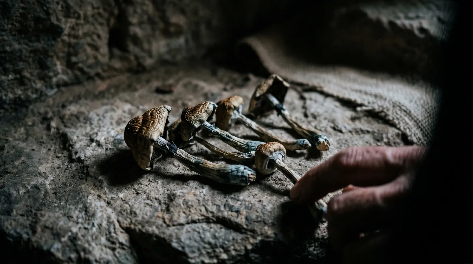 AZARIUS · I funghi hanno davvero modellato la mente umana?