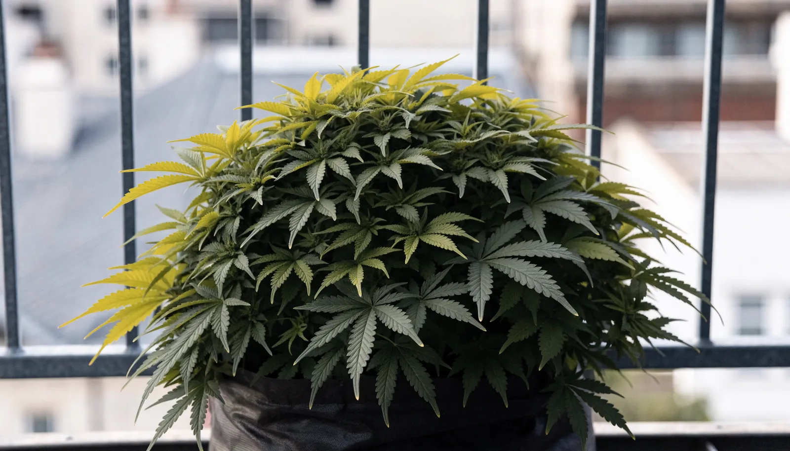 Una pianta di cannabis autofiorente bassa e cespugliosa che resta sotto l'altezza della ringhiera del balcone
