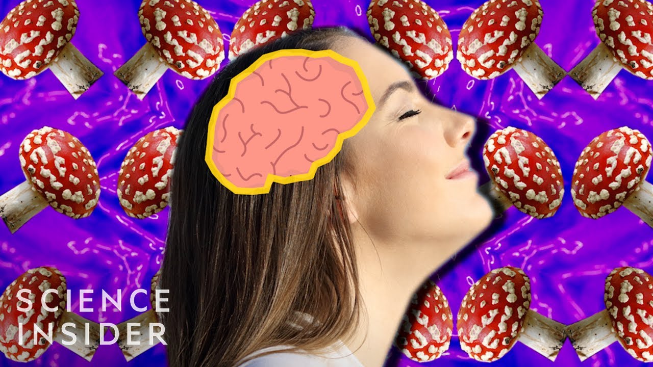 Guarda: Magic Mushrooms and the Brain su YouTube