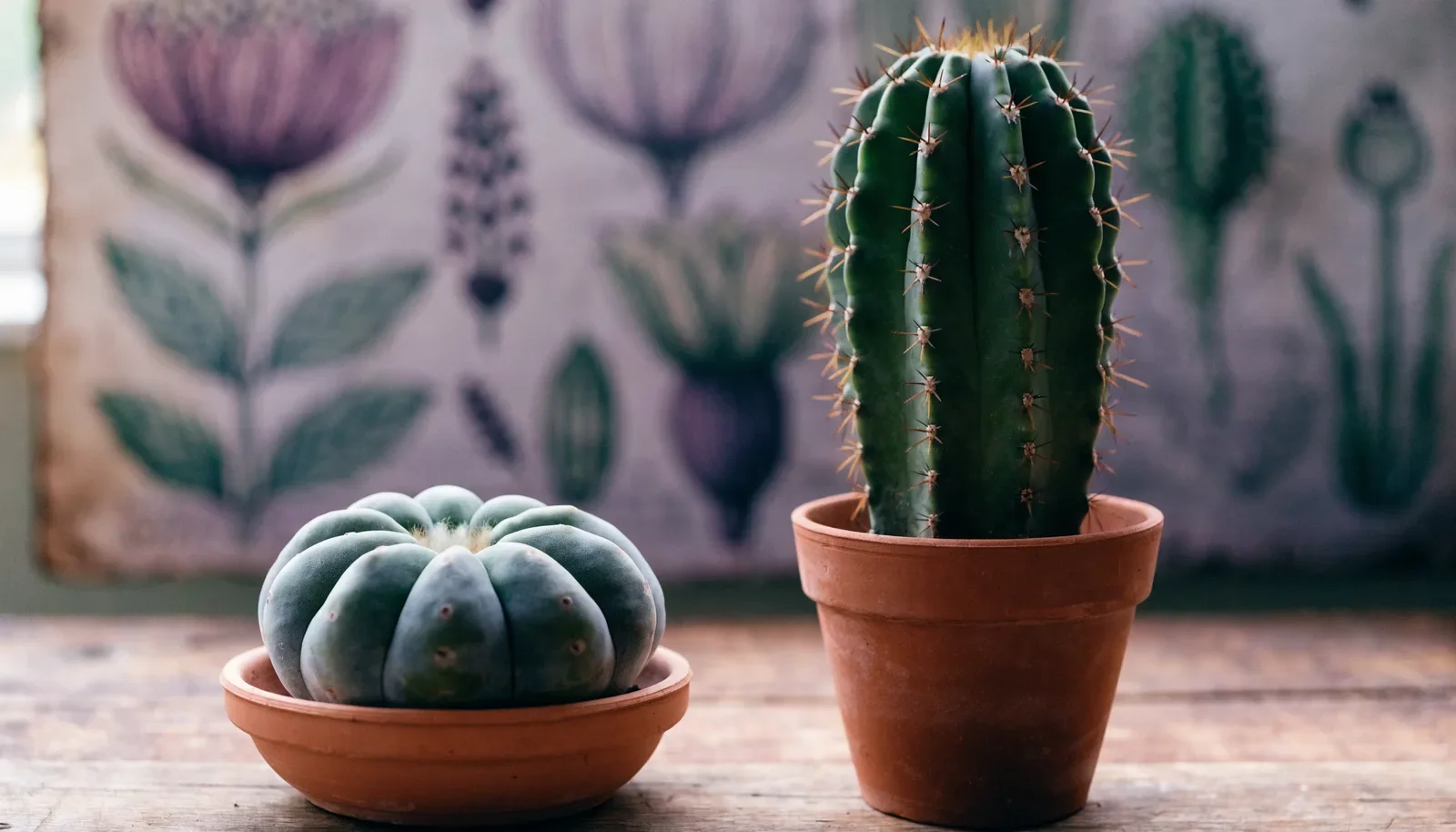 Peyote e San Pedro: le differenze