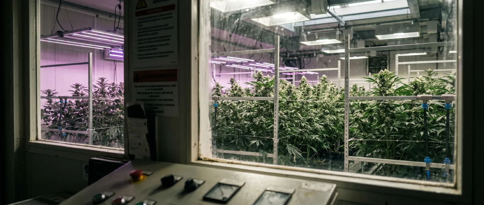 AZARIUS · How Big Tobacco walked into the Dutch wietexperiment