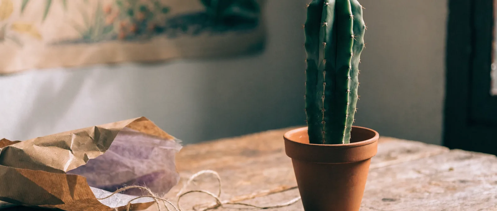 Cura cactus San Pedro: guida al primo anno