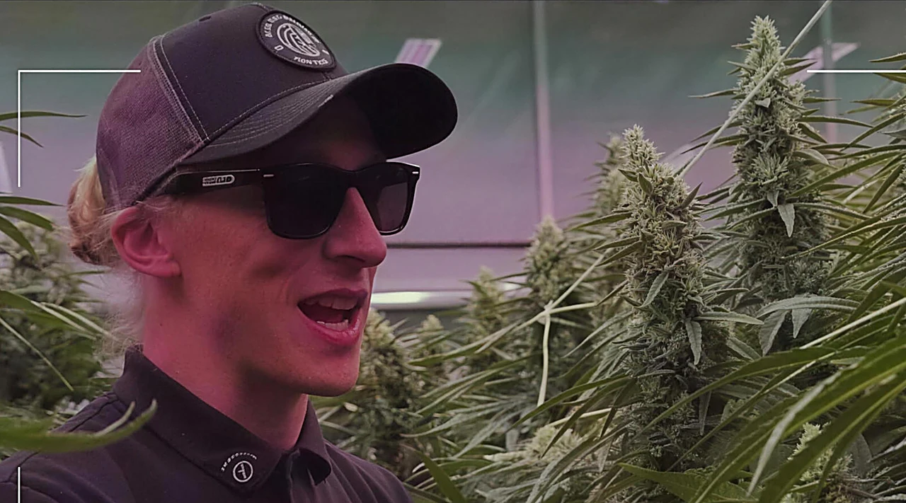AZARIUS · Tratti strutturali: perché fusti robusti contano nel breeding della cannabis