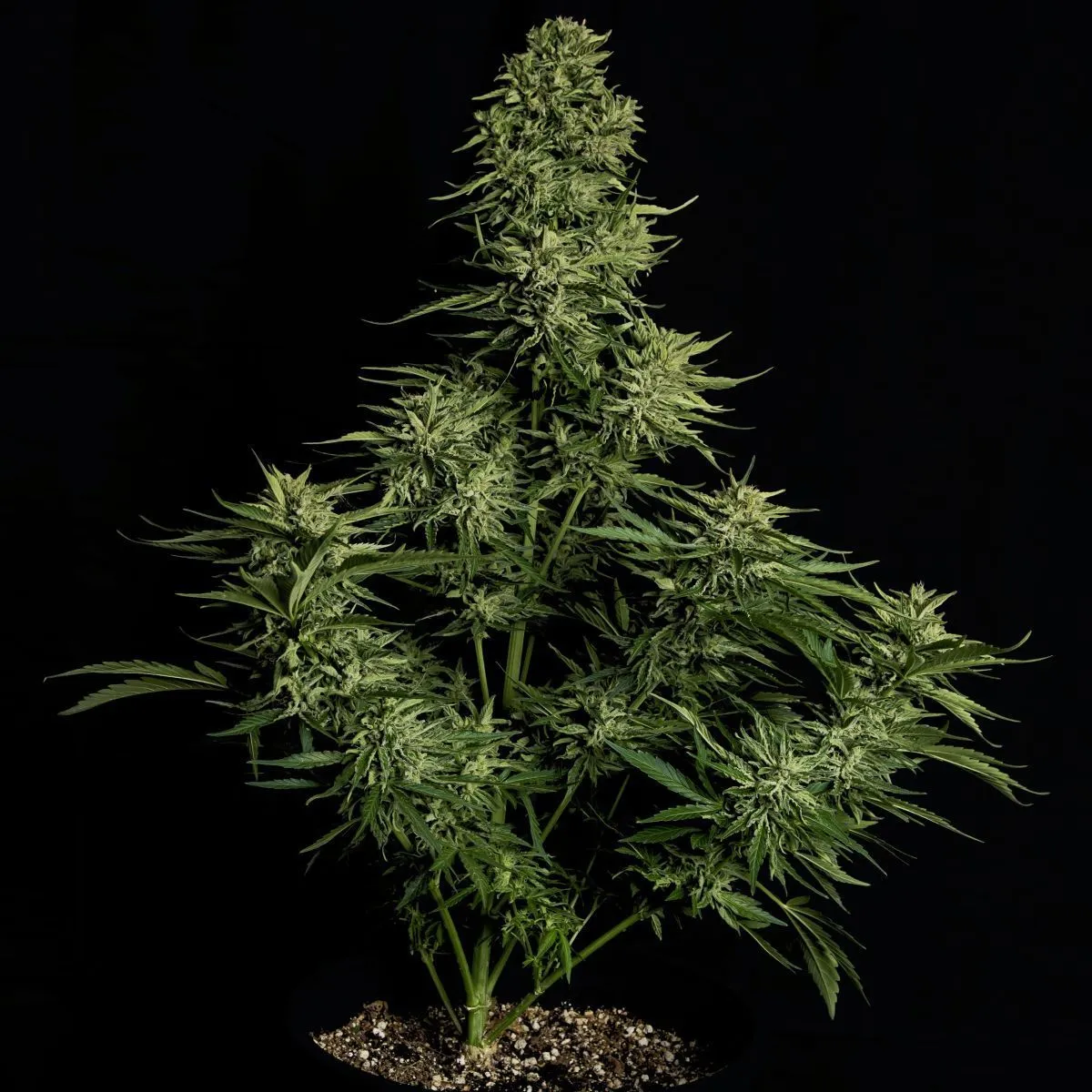 Cosmos F1 CBD — immagine 2