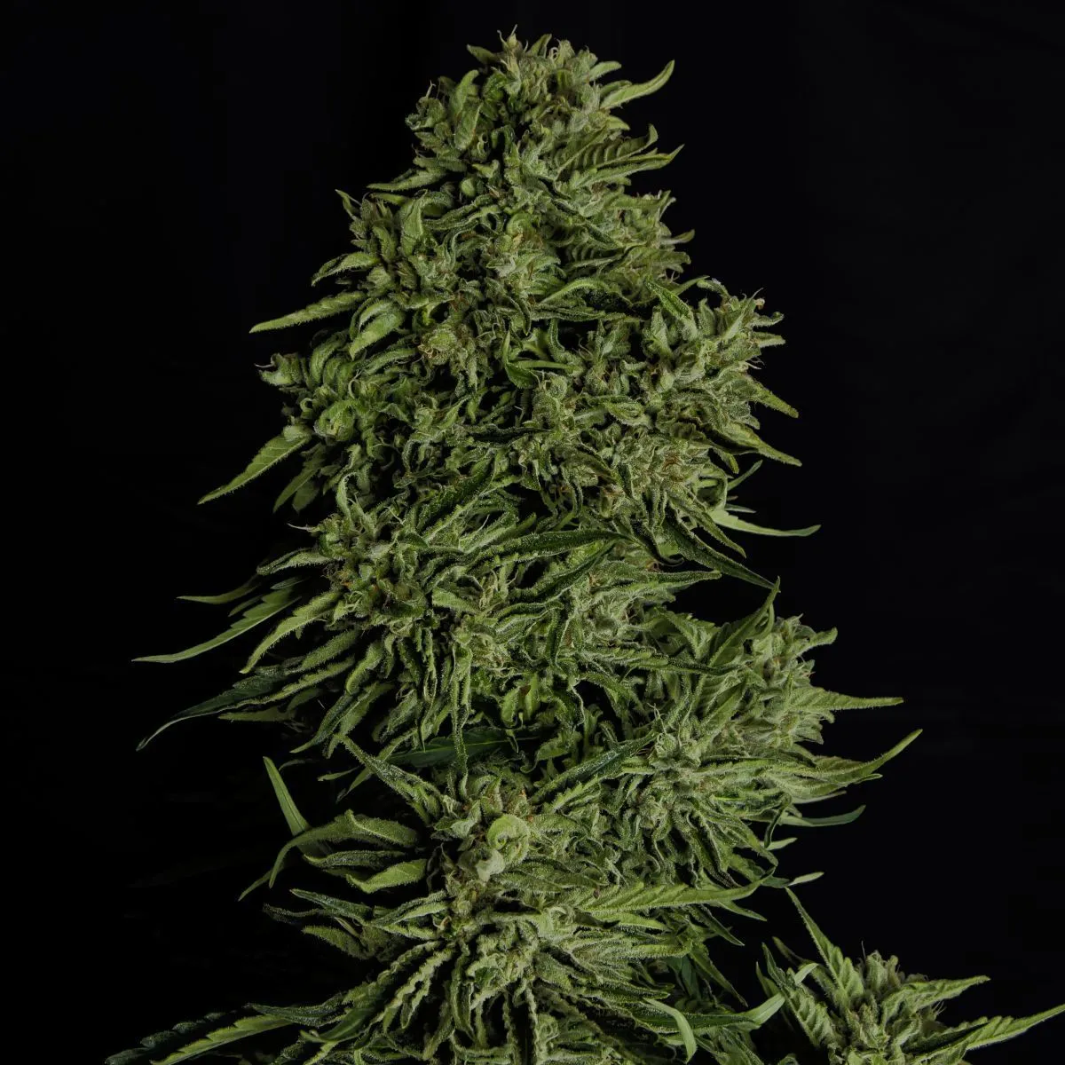 Cosmos F1 CBD — immagine 3
