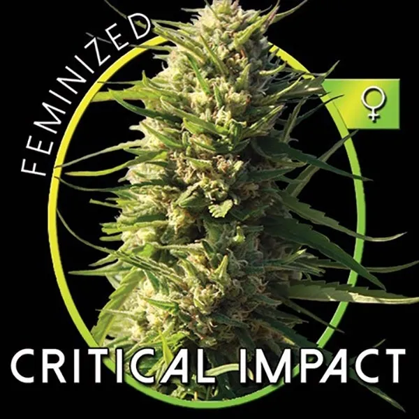 Critical Impact — immagine 2