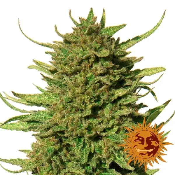 Critical Kush — immagine 2