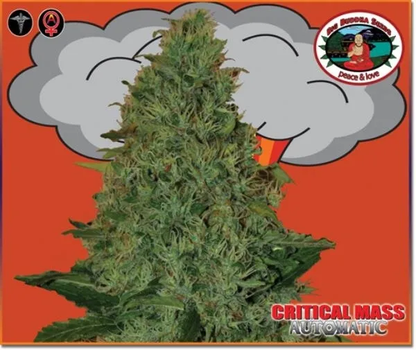 Critical Mass Autoflower — immagine 2