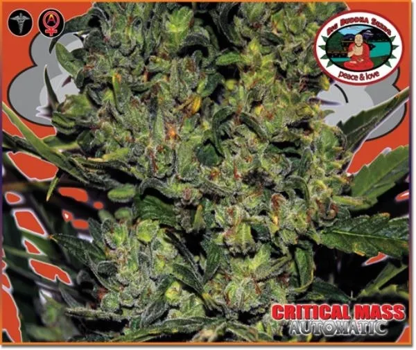 Critical Mass Autoflower — immagine 3