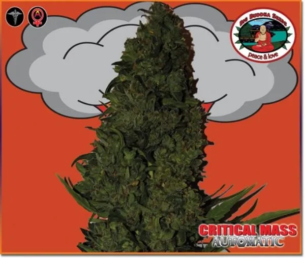 Critical Mass Autoflower — immagine 4