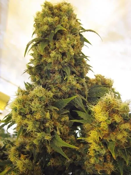 Critical Skunk — immagine 2