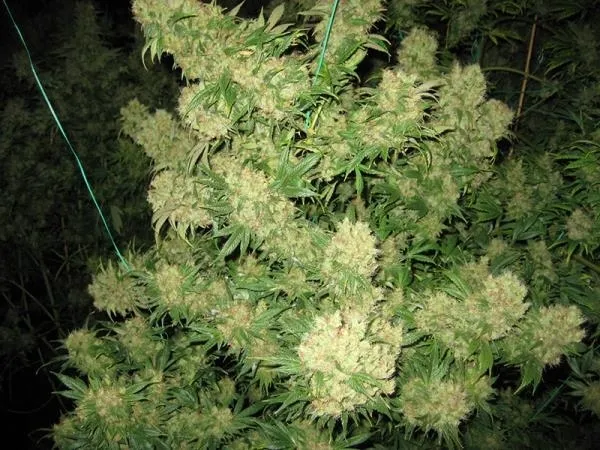 Critical Skunk — immagine 3