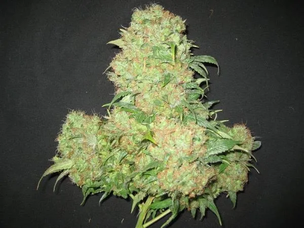 Critical Skunk — immagine 4