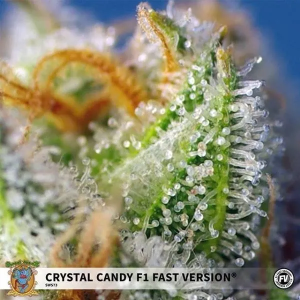 Crystal Candy F1 Fast Version — immagine 2