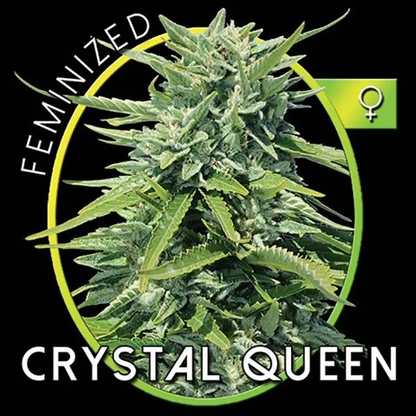 Crystal Queen — immagine 2