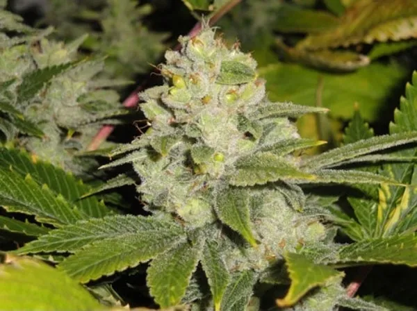 Deadhead OG — immagine 2