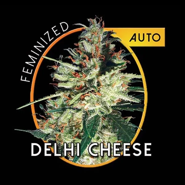 Delhi Cheese Autoflowering — immagine 2