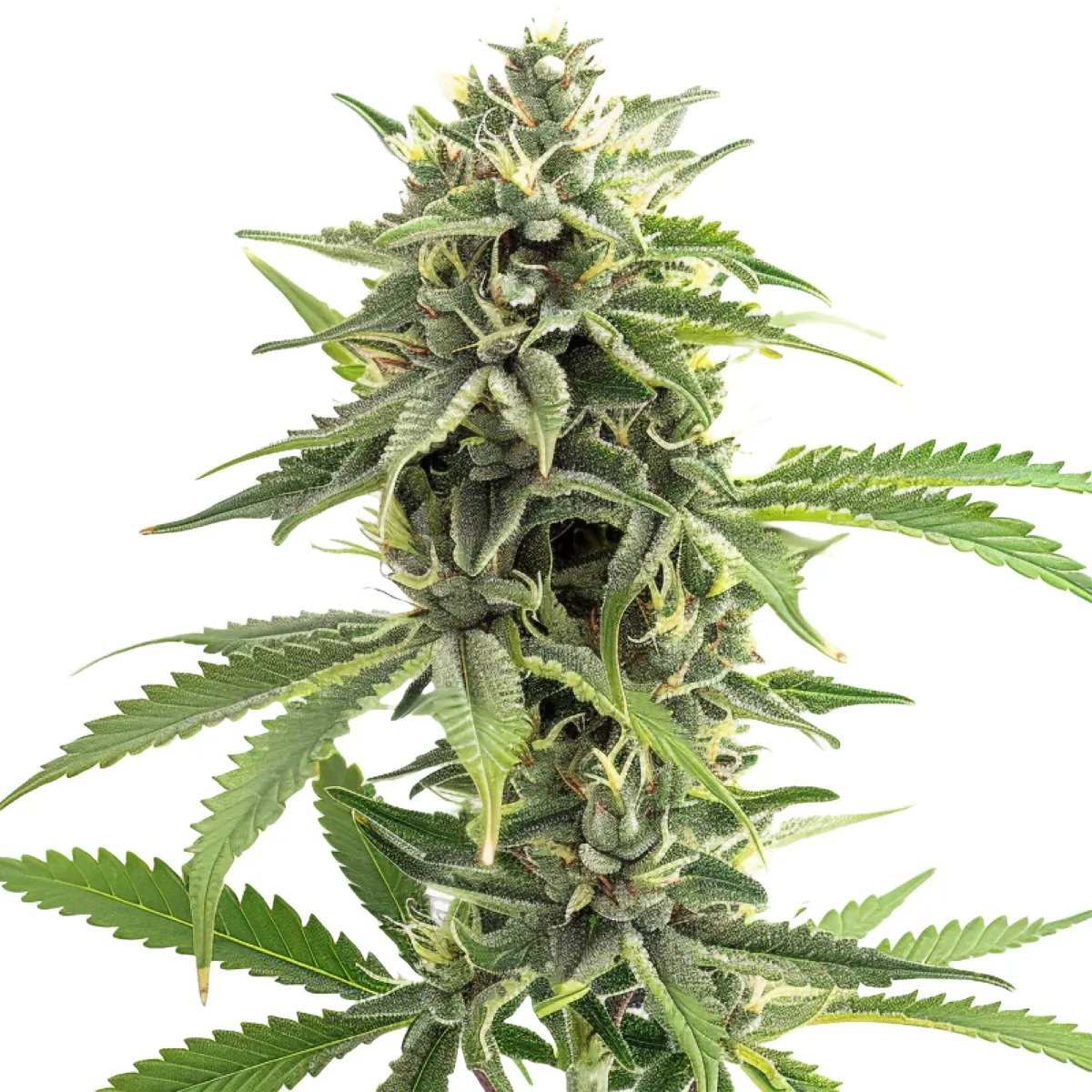 Durban Poison — immagine 2