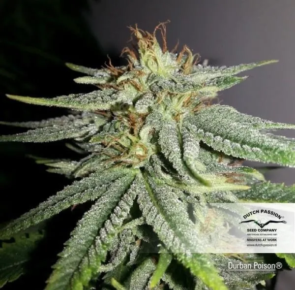 Durban Poison — immagine 2