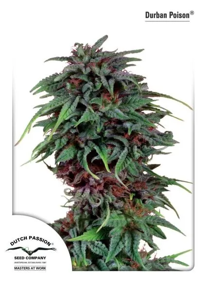Durban Poison — immagine 3
