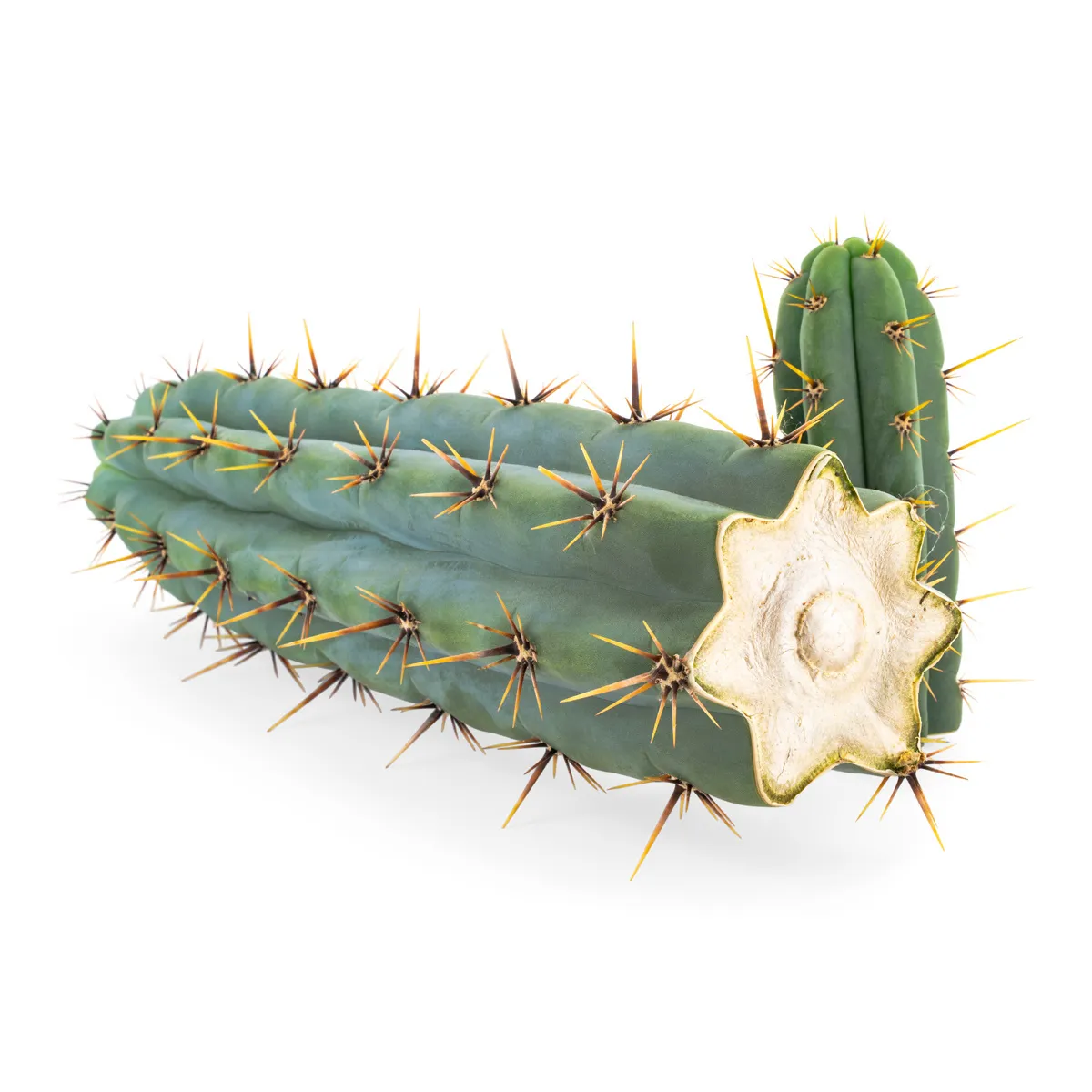 Echinopsis Cuzcoensis — immagine 2