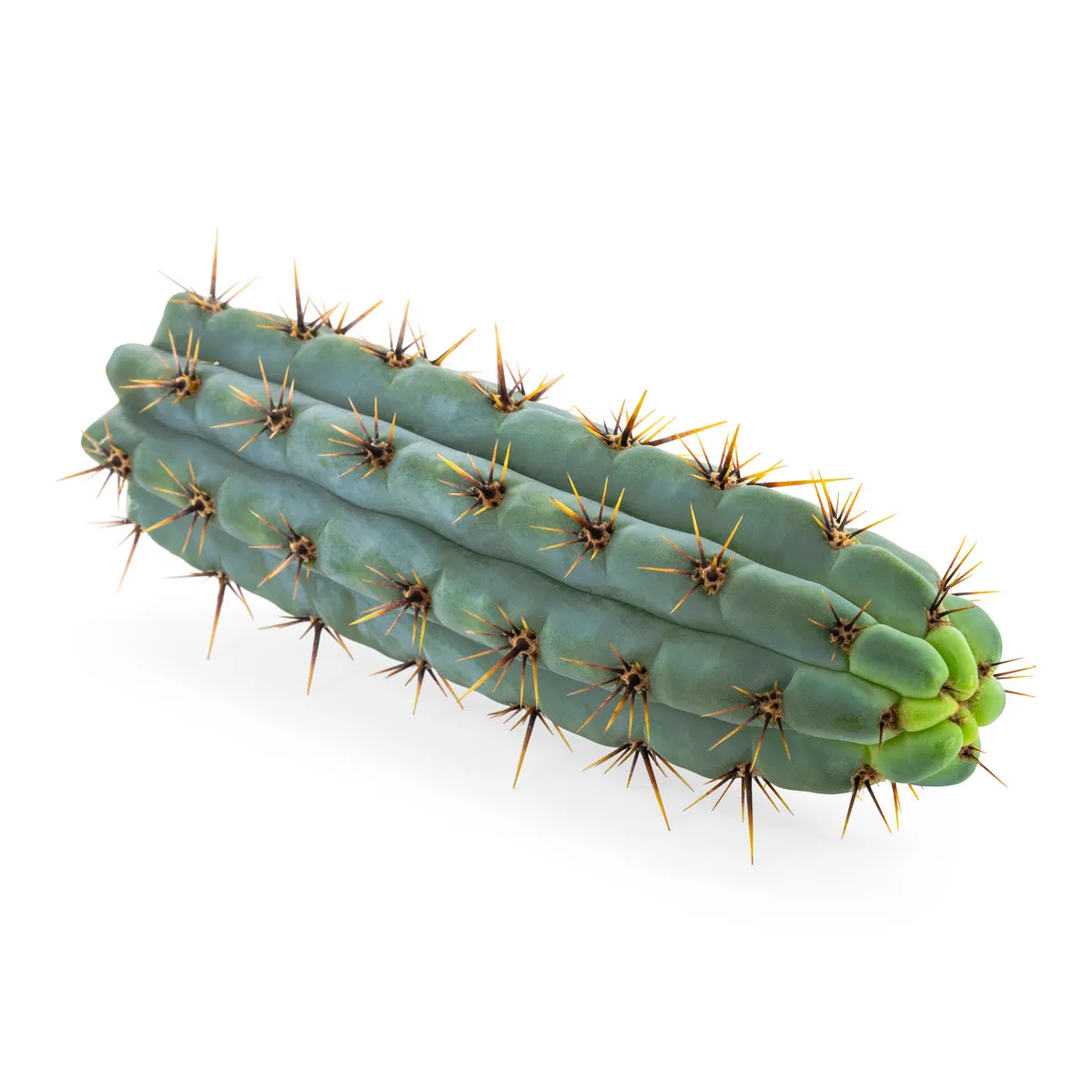 Echinopsis Cuzcoensis — immagine 3