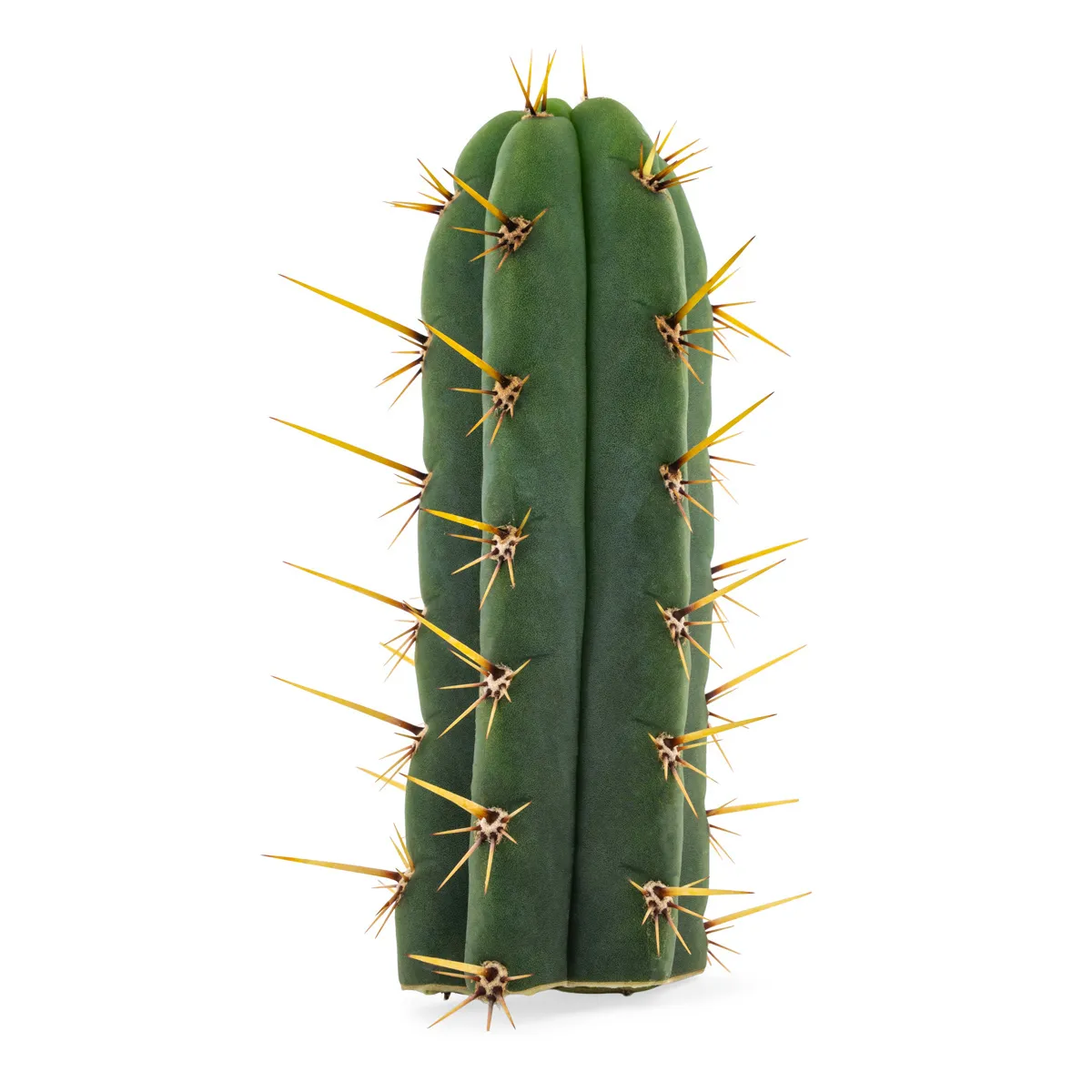 Echinopsis Cuzcoensis — immagine 4