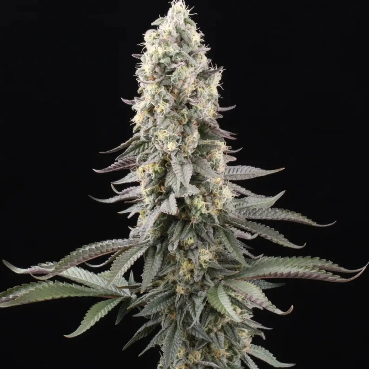 El Dorado OG — immagine 2
