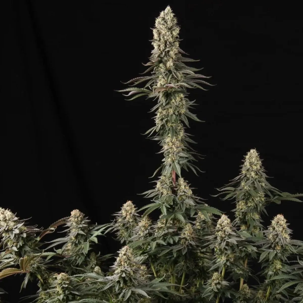 El Dorado OG — immagine 3